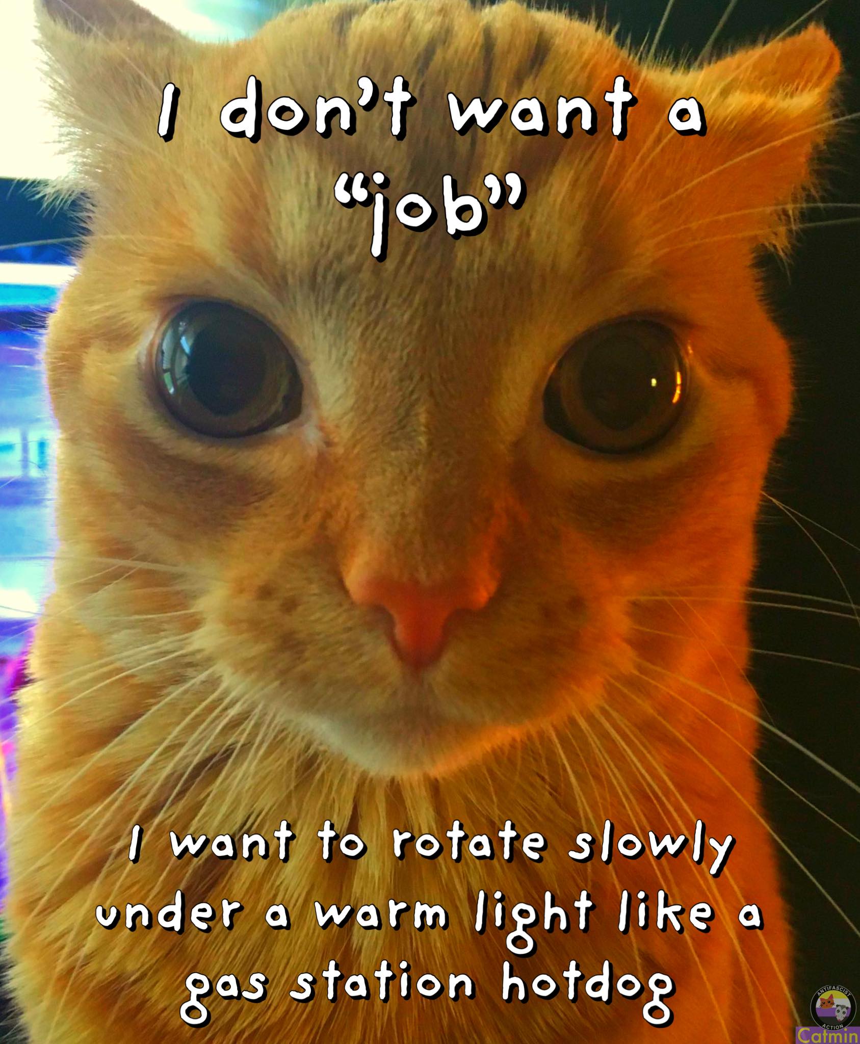 This meme features a photo of a cat with a caption that reads "I don't want to work. I don't want to pay taxes. I don't want to do anything. I just want to sit in the sun and be fed." The image is humorous because it pokes fun at the common desire to avoid responsibilities and just relax. The cat's expression is likely meant to convey a sense of exasperation or frustration at the idea of having to do anything productive.